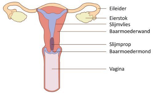 Organen betrokken bij de menstruatiecyclus